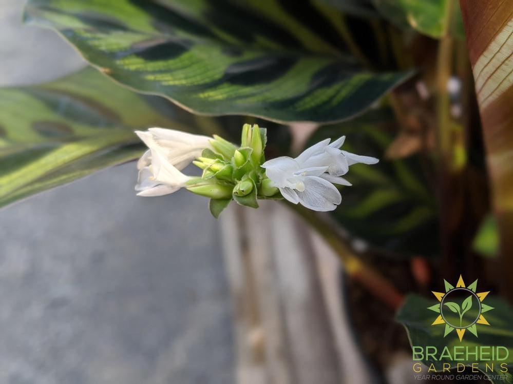 Calathea Makoyana flower petal
