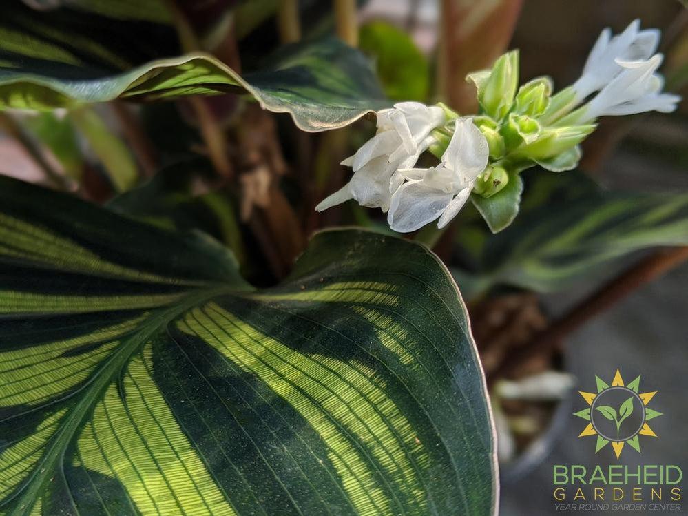 Flower on Calathea makoyana