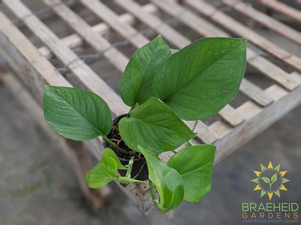 Jade Pothos