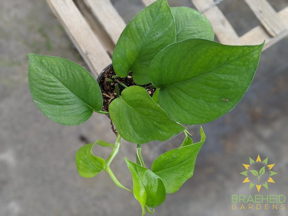 Jade Pothos