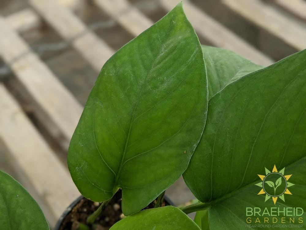 Jade Pothos