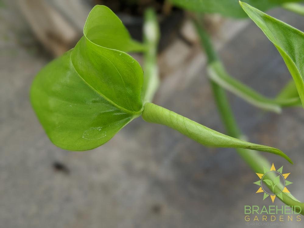 Jade Pothos