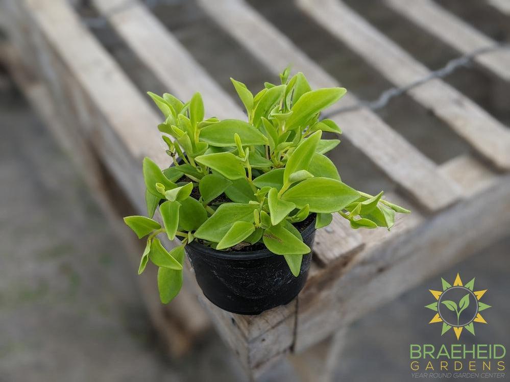 Peperomia Amigo