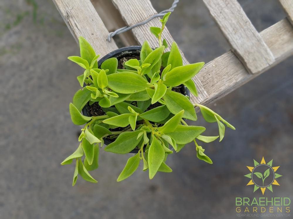 Peperomia Amigo