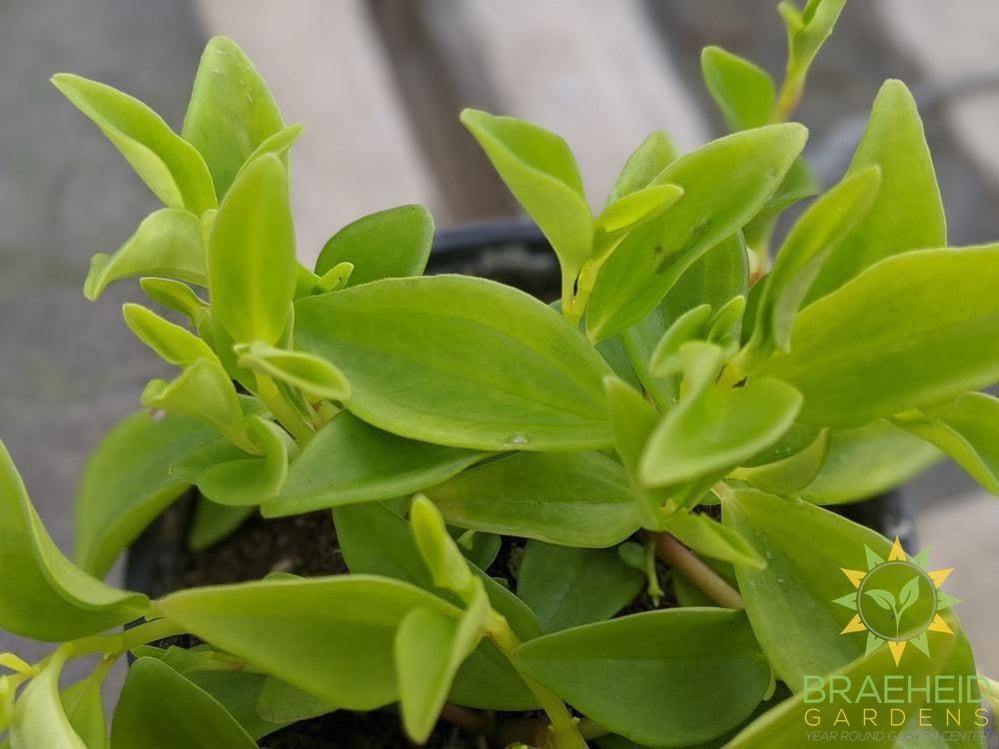 Peperomia Amigo