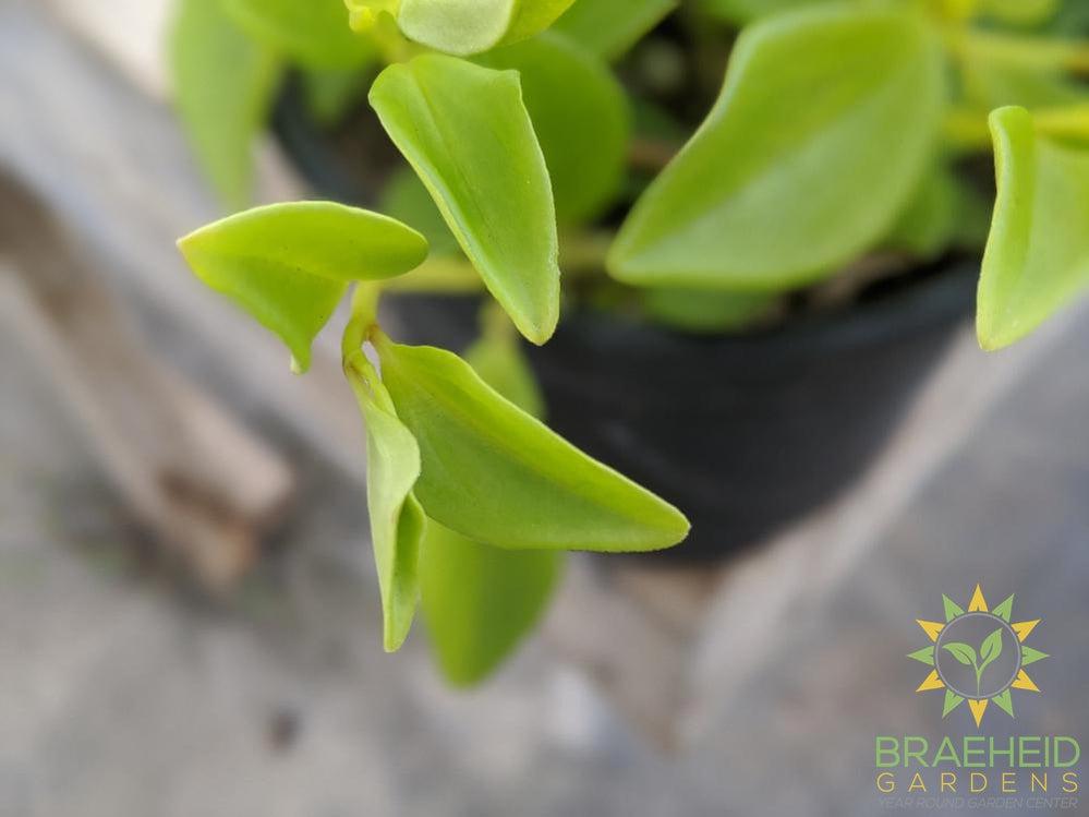 Peperomia Amigo