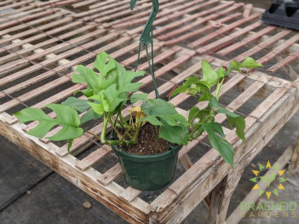Raphidophora Tetrasperma Hanging Basket
