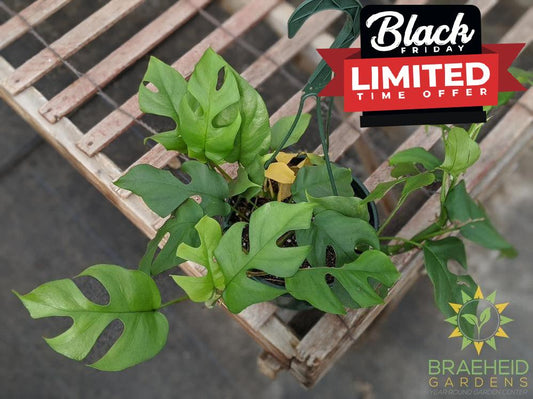 Raphidophora Tetrasperma Hanging Basket