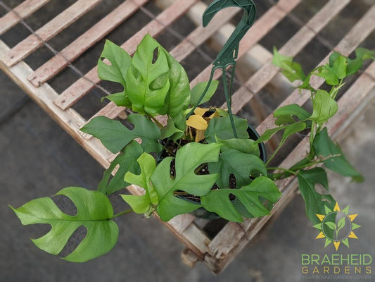 Raphidophora Tetrasperma Hanging Basket
