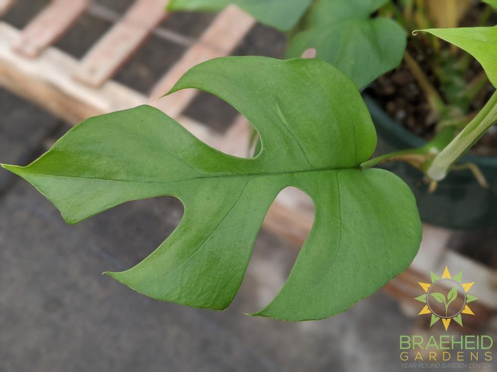 Raphidophora Tetrasperma Hanging Basket