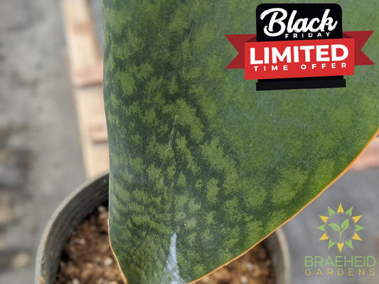 Whale Fin Sansevieria