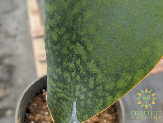 Whale Fin Sansevieria