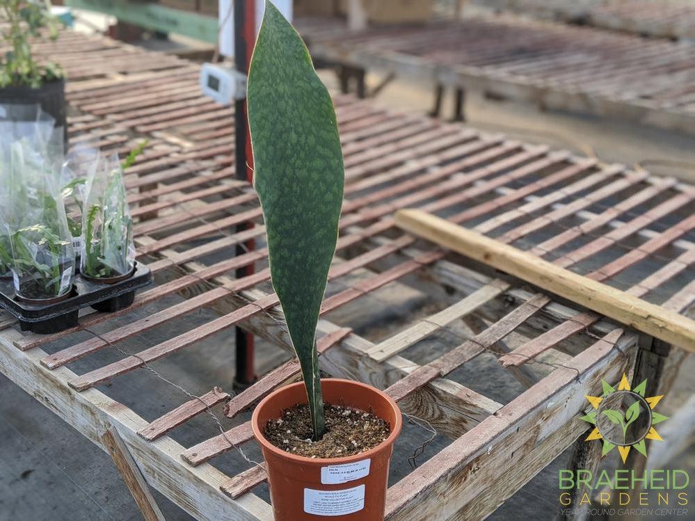 Whale Fin Sansevieria