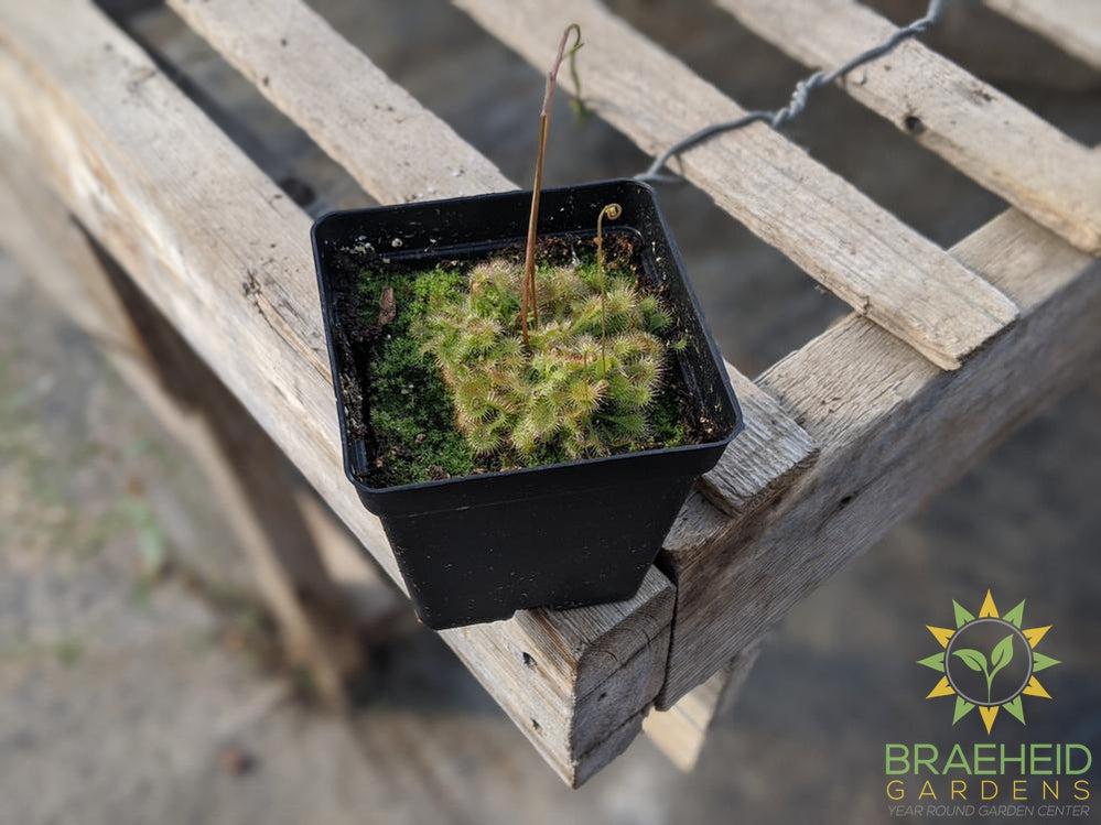 Sundew - Drosera Spathulata