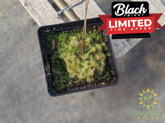 Sundew - Drosera Spathulata