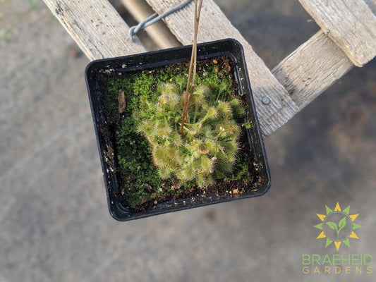 Sundew - Drosera Spathulata