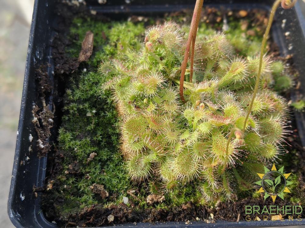 Sundew - Drosera Spathulata
