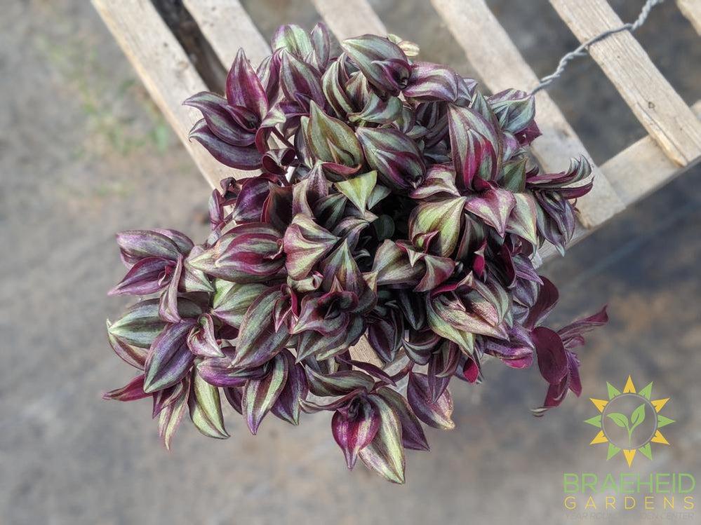 Zebra Wandering Jew