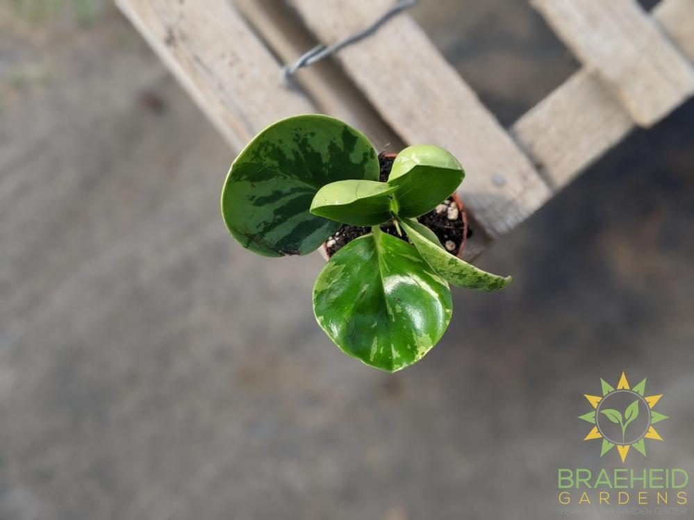 Peperomia Obtusifolia "Green Variegated"