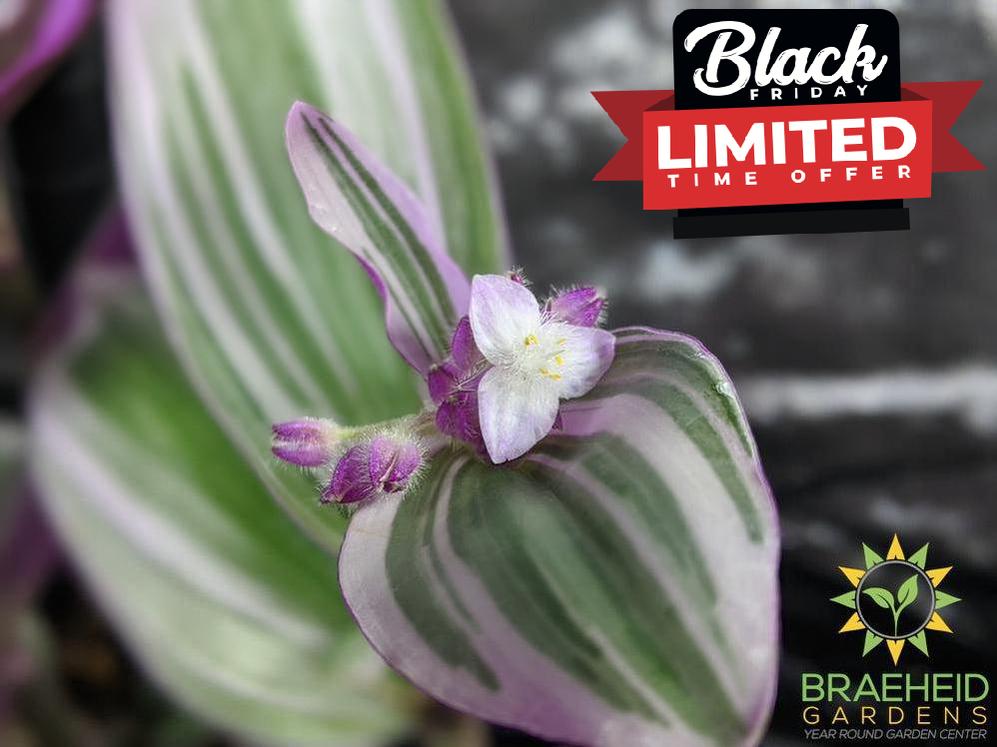 Tradescantia Nanouk Flower buds