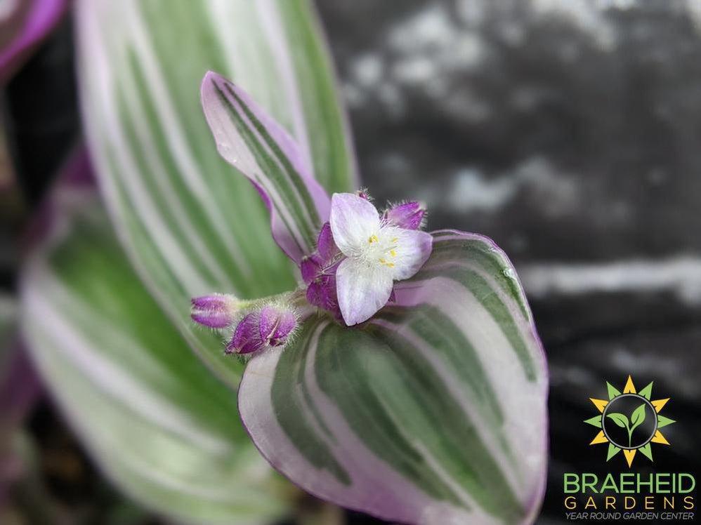 Tradescantia Nanouk Flower buds