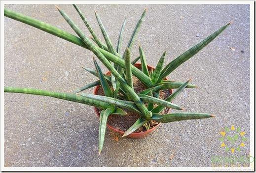 Large Cylindrica Sansevieria - NO SHIP