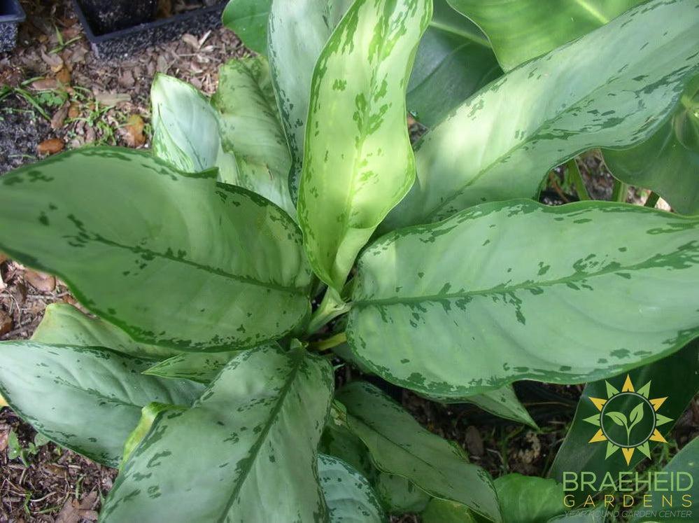 Large BJ Freeman Chinese Evergreen - NO SHIP