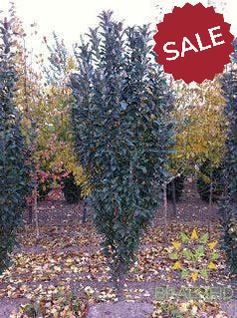 Emerald Spire® Columnar Crabapple- Tree for sale, Grown in Grande Prairie -Braeheid Gardens Ltd. on Emerson Trail