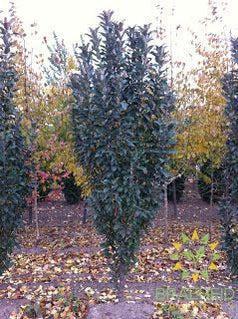 Emerald Spire® Columnar Crabapple- Tree for sale, Grown in Grande Prairie -Braeheid Gardens Ltd. on Emerson Trail