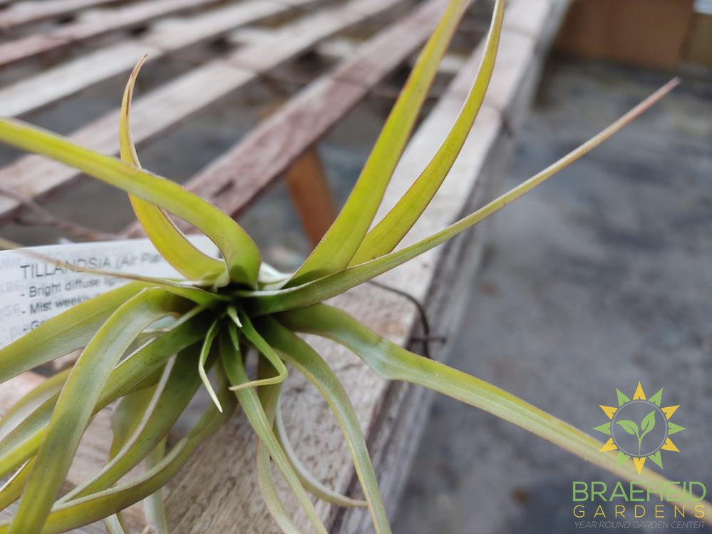 Brachycaulos Multiflora Tillandsia