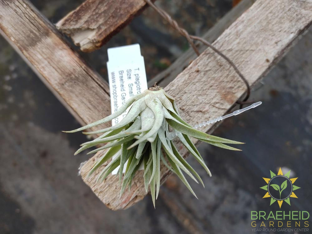 Tillandsia Plagiotropica