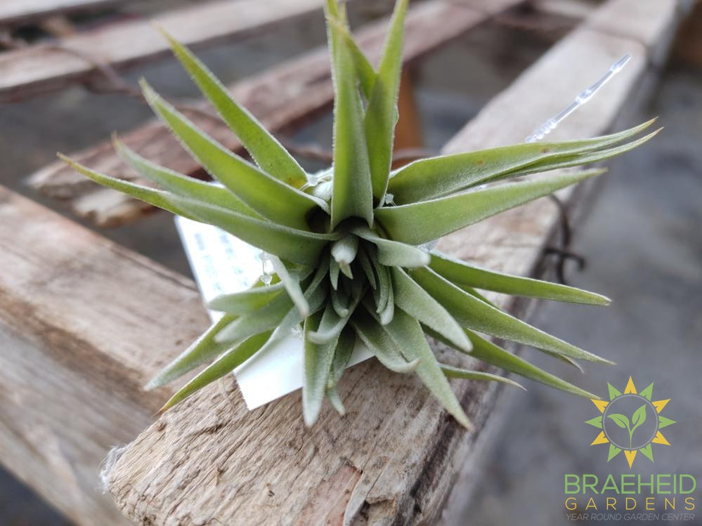 Tillandsia Plagiotropica