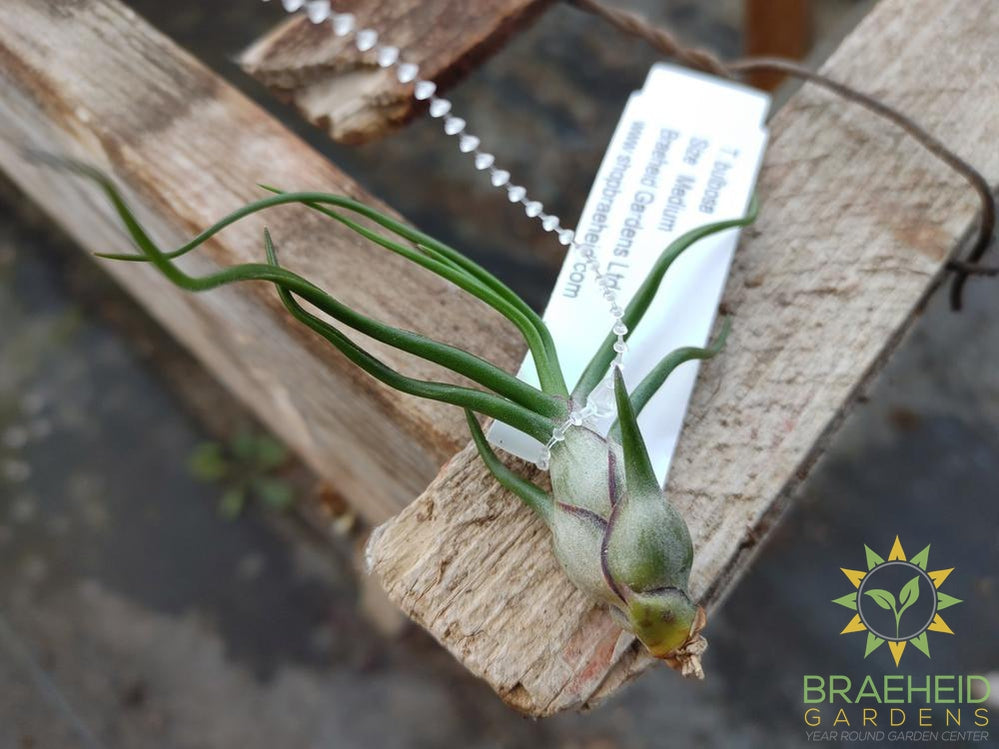 Bulbosa Tillandsia