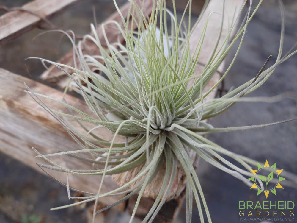 Tillandsia Magnusiana