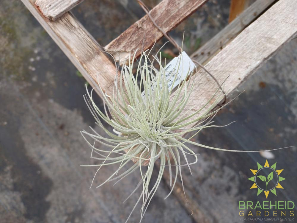 Tillandsia Magnusiana