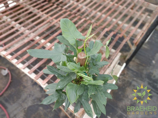 Philodendron Panduriforme on a totem