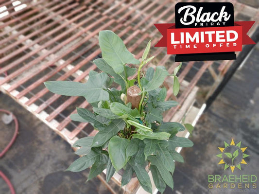 Philodendron Panduriforme on a totem