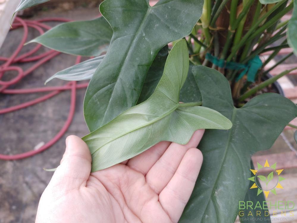 Philodendron Panduriforme on a totem