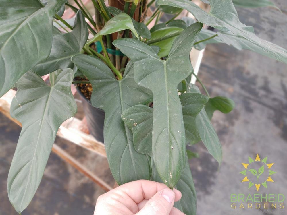 Philodendron Panduriforme on a totem