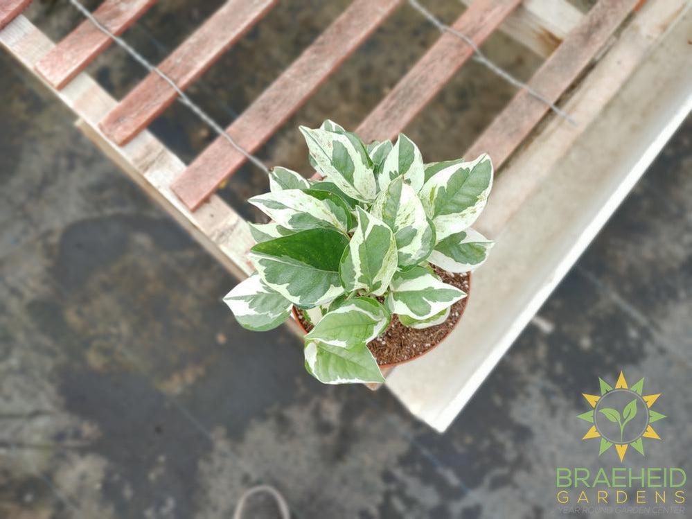 Pearl & Jade Epipremnum pothos plant leaf