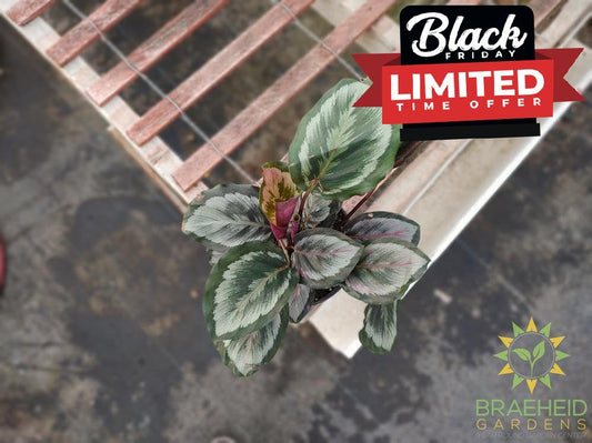 Calathea Rose Painted online in Canada