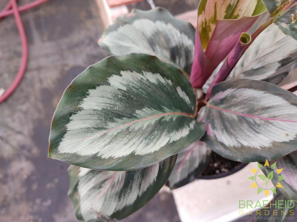 Calathea Rose Painted leaf. Green, Grey calathea leaf