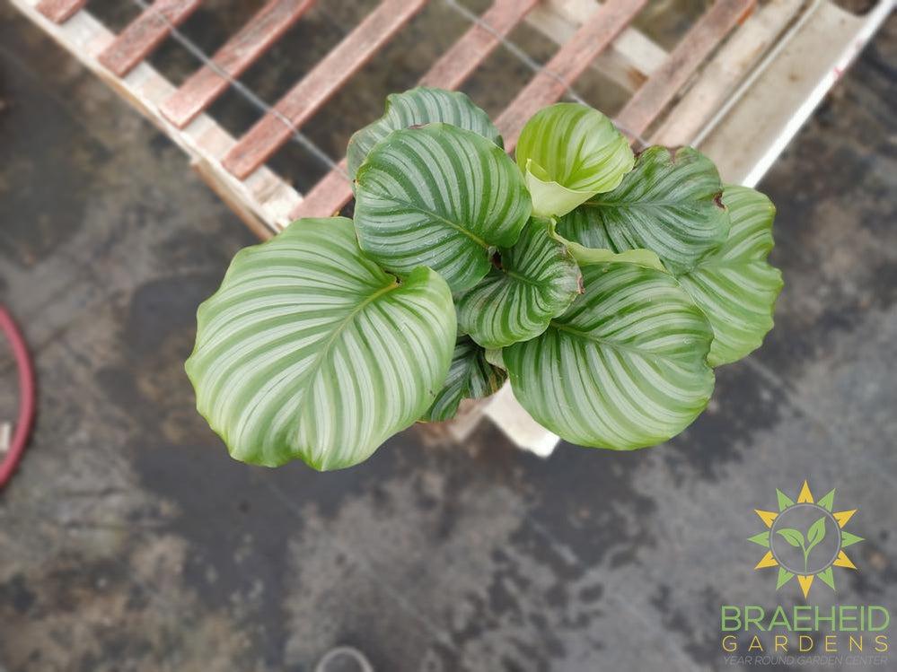 Calathea Orbifolia LIMITED