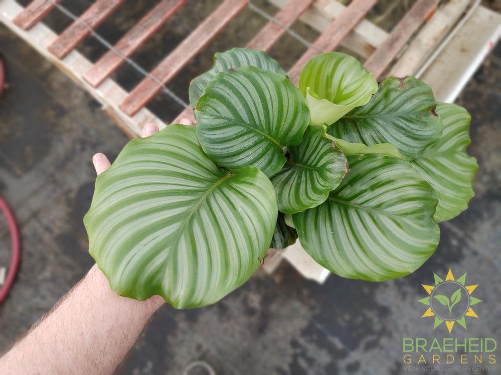 Calathea Orbifolia LIMITED