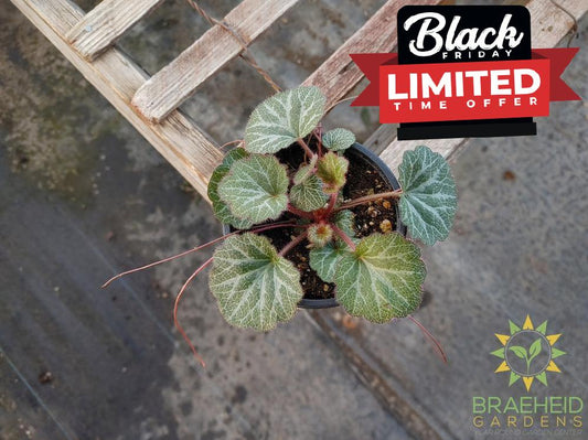 Strawberry Begonia