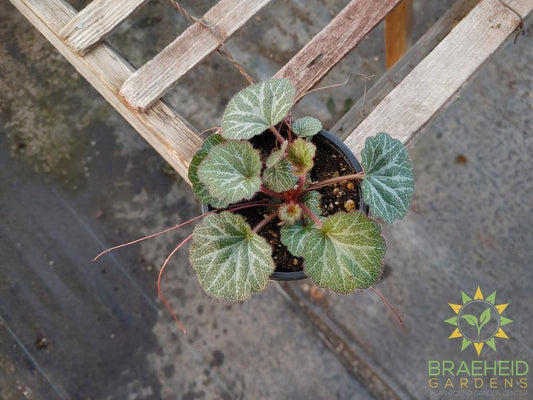 Strawberry Begonia