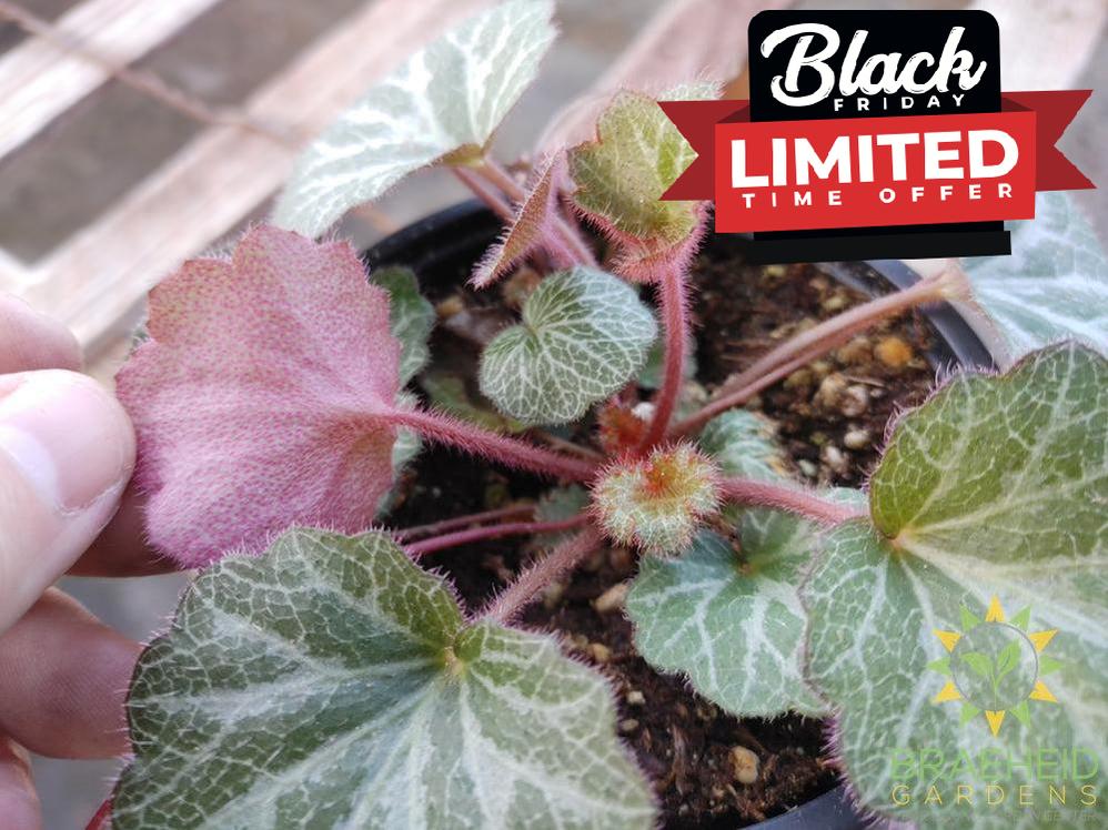 Strawberry Begonia