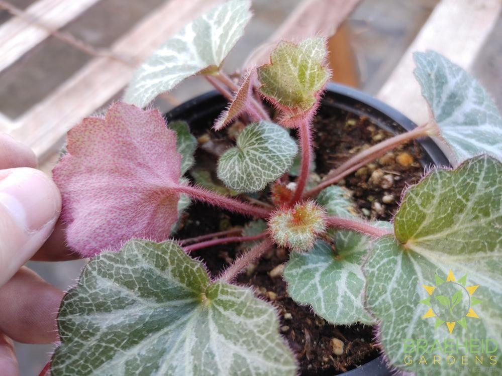 Strawberry Begonia