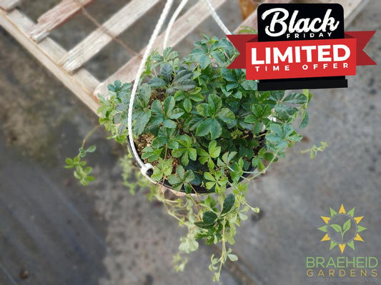 Sugar Vine Hanging Basket