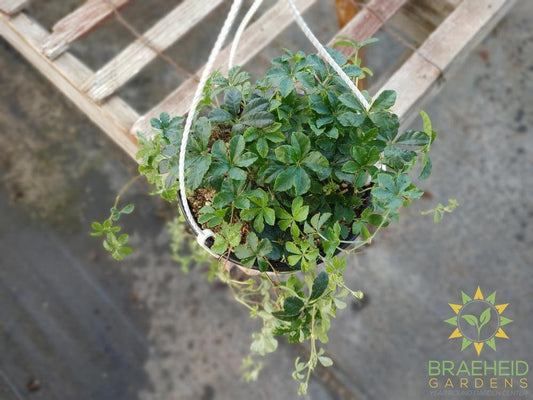 Sugar Vine Hanging Basket